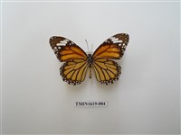 藏品(虎斑蝶)的圖片